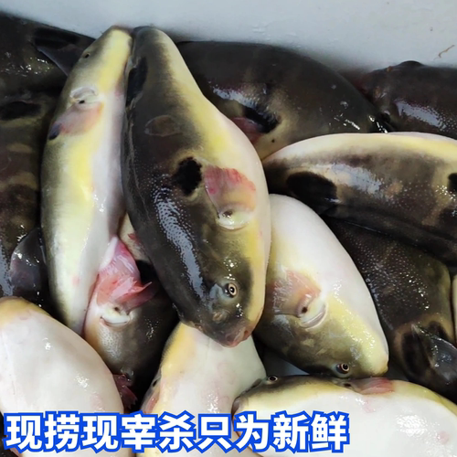 河豚巴鱼即食用已处理现杀火锅扬中礼盒橘黄节日聚餐活体清明前 - 图0