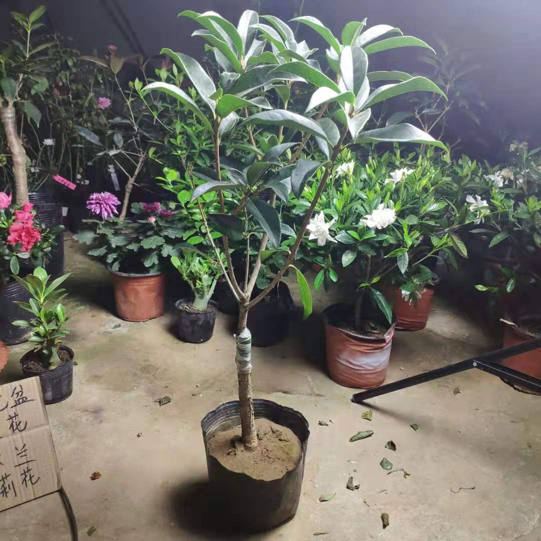 桂花苗嫁接桂花盆栽桂花树苗四季桂浓香型金桂庭院阳台植物 - 图2