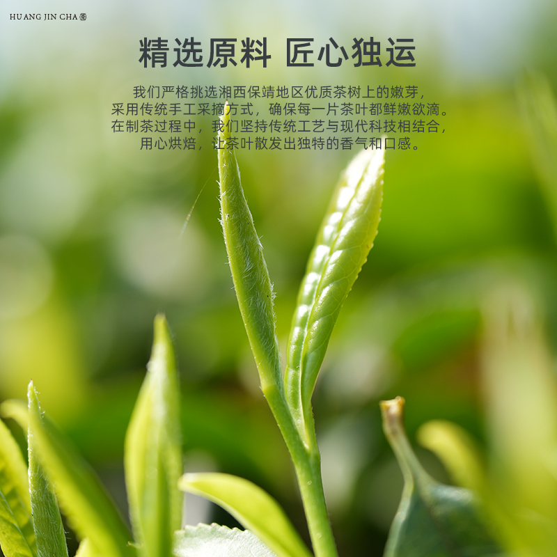 湘丰湖南湘西保靖黄金茶特级2024新茶明前高山云雾绿茶茶叶200g - 图1