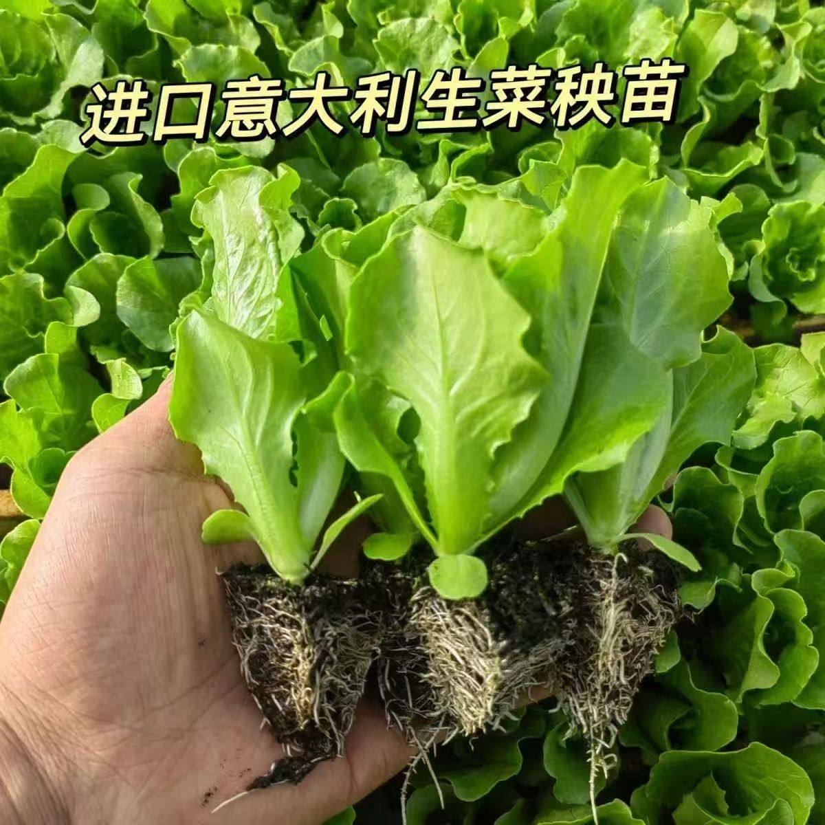 正宗意大利生菜秧苗带土发货抗寒耐冻大速有机奶油生菜苗阳台盆栽,淘宝优惠券,粉丝福利购,淘宝优惠卷