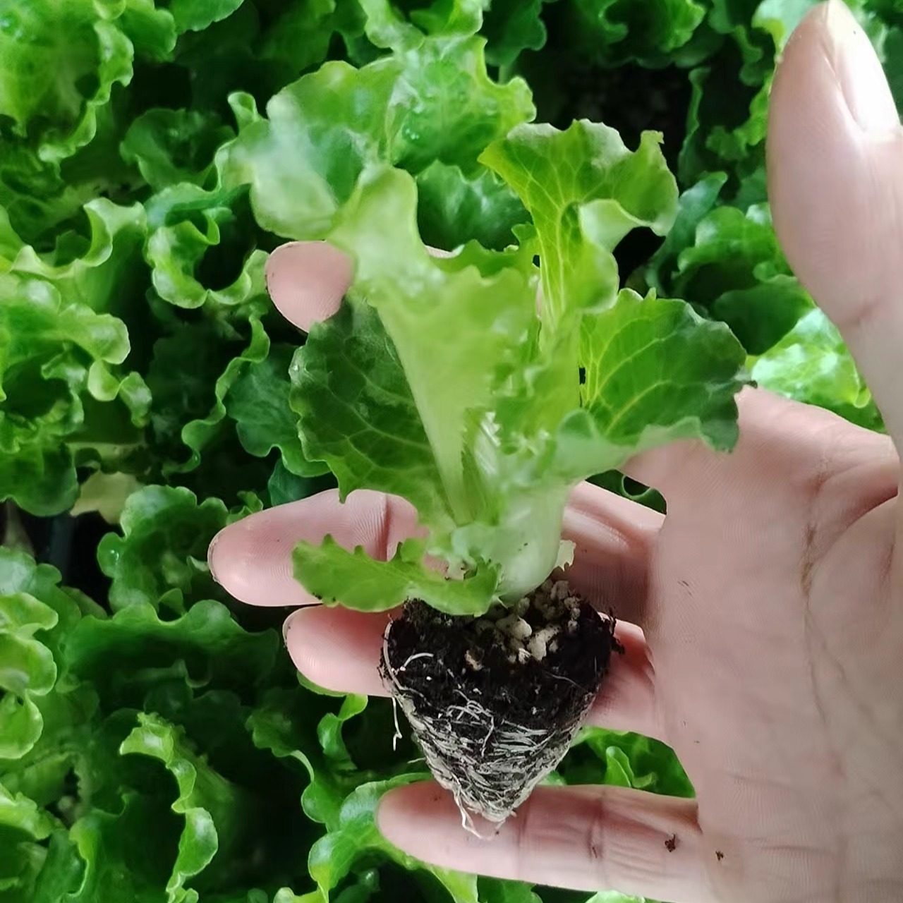 意大利生菜秧苗带土穴盘苗耐寒抗冻奶油生菜苗盆栽阳台露天秋冬种,淘宝优惠券,粉丝福利购,淘宝优惠卷