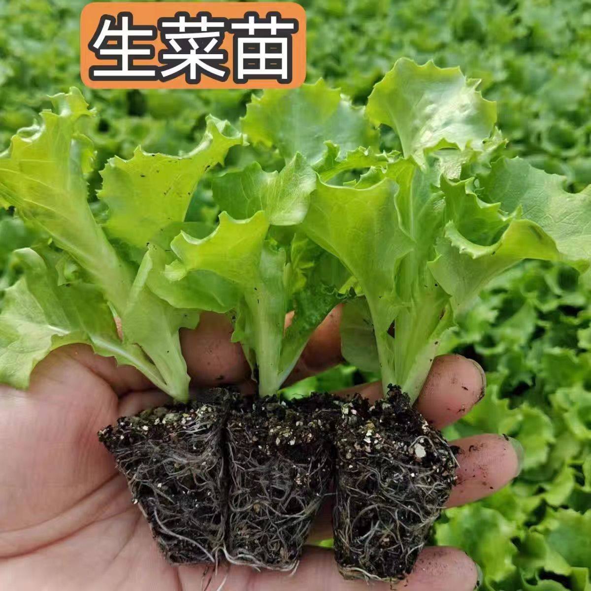 意大利生菜秧苗带土穴盘苗耐寒抗冻奶油生菜苗盆栽阳台露天秋冬种,淘宝优惠券,粉丝福利购,淘宝优惠卷
