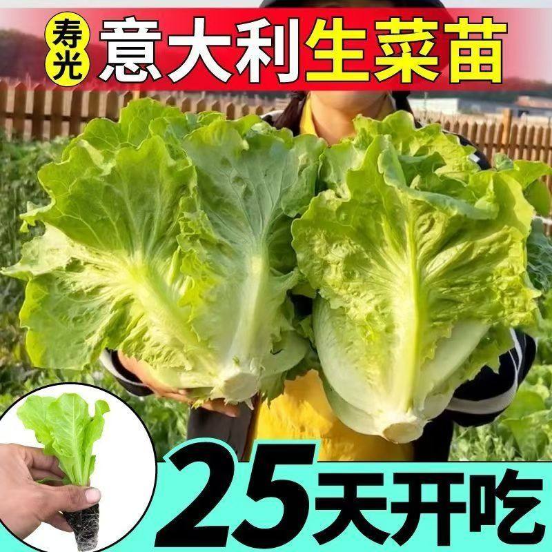 正宗意大利生菜秧苗带土发货抗寒耐冻大速有机奶油生菜苗阳台盆栽,淘宝优惠券,粉丝福利购,淘宝优惠卷