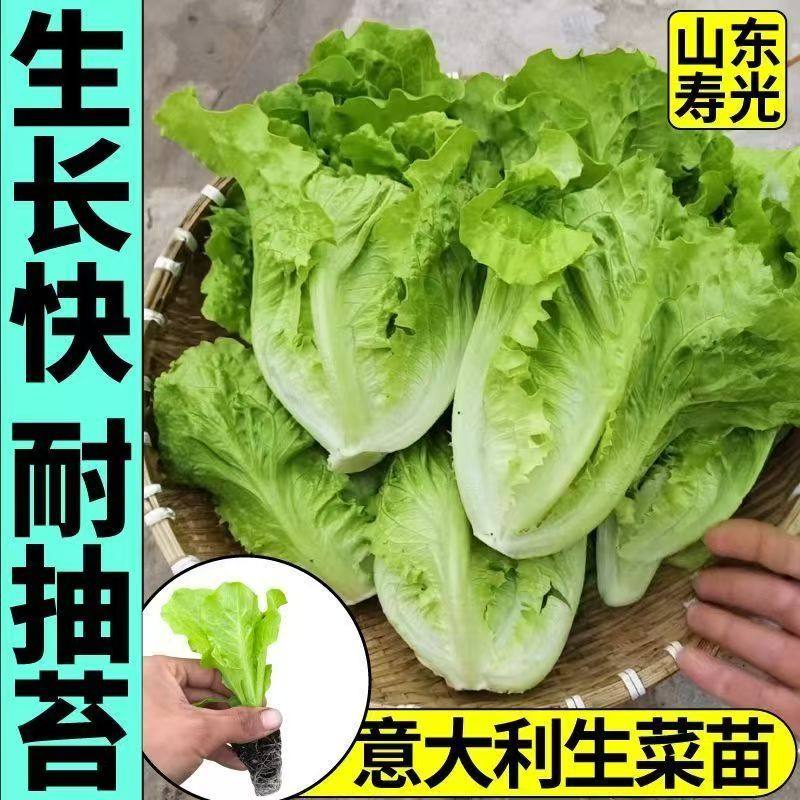 正宗意大利生菜秧苗带土发货抗寒耐冻大速有机奶油生菜苗阳台盆栽,淘宝优惠券,粉丝福利购,淘宝优惠卷