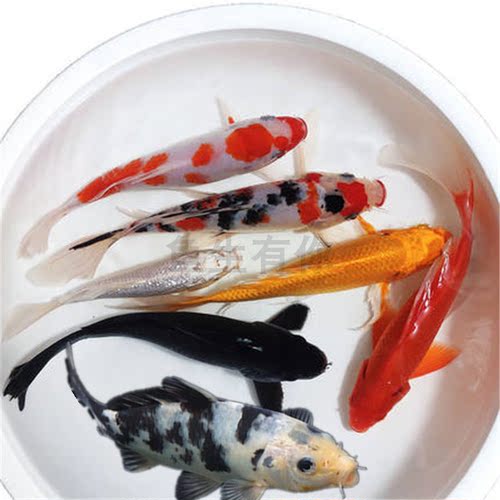 新疆观赏鱼包邮大型锦鲤昭和三色红白纯红黑白黄花锦鲤鱼冷水好养 - 图0