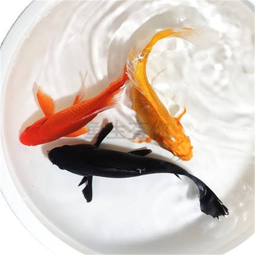 新疆观赏鱼包邮大型锦鲤昭和三色红白纯红黑白黄花锦鲤鱼冷水好养 - 图1