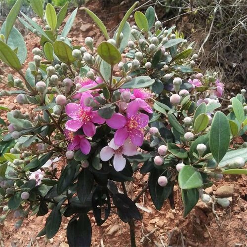 桃金娘树苗捻子果苗老桩山菍子树地稔子四季种植庭院盆栽当年结果 - 图3