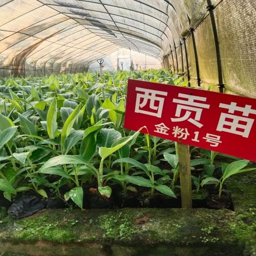 小米焦树苗粉焦香蕉果树苗芭蕉苗矮化盆栽地栽庭院阳台南北方种植 - 图2