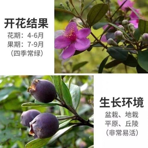 桃金娘树苗捻子果苗老桩山菍子树地稔子四季种植庭院盆栽当年结果 - 图1