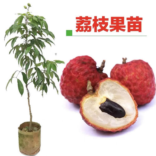 正宗增城仙进奉荔枝树苗观音绿荔枝苗广西嫁接荔枝苗盆栽当年结果 - 图0