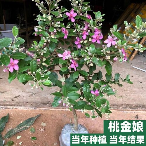 桃金娘树苗捻子果苗老桩山菍子树地稔子四季种植庭院盆栽当年结果 - 图0