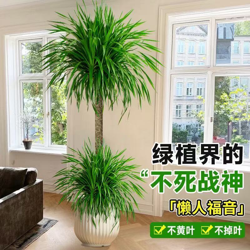 龙血树太空铁客厅老桩绿植盆栽室内老桩办公室净化空气网红绿植 - 图3