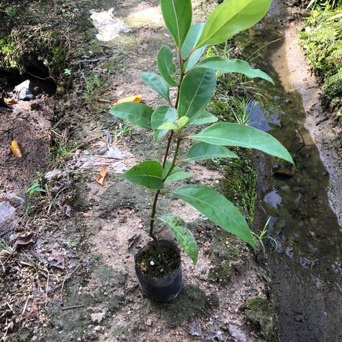 香樟树苗驱蚊虫四季常青小叶香樟庭院绿化工程盆栽地栽南北方种植 - 图2