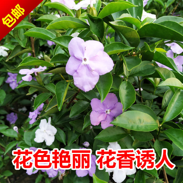 双色茉莉盆栽茉莉花苗鸳鸯茉莉花阳台室内外盆栽芳香花卉包邮-图0