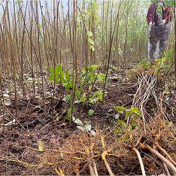 四川黄柏树苗厚皮黄柏新鲜现挖中药材批发南北方种植满50株包邮,淘宝优惠券,粉丝福利购,淘宝优惠卷