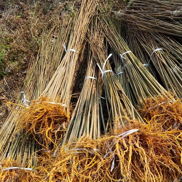 四川黄柏树苗厚皮黄柏新鲜现挖中药材批发南北方种植满50株包邮,淘宝优惠券,粉丝福利购,淘宝优惠卷