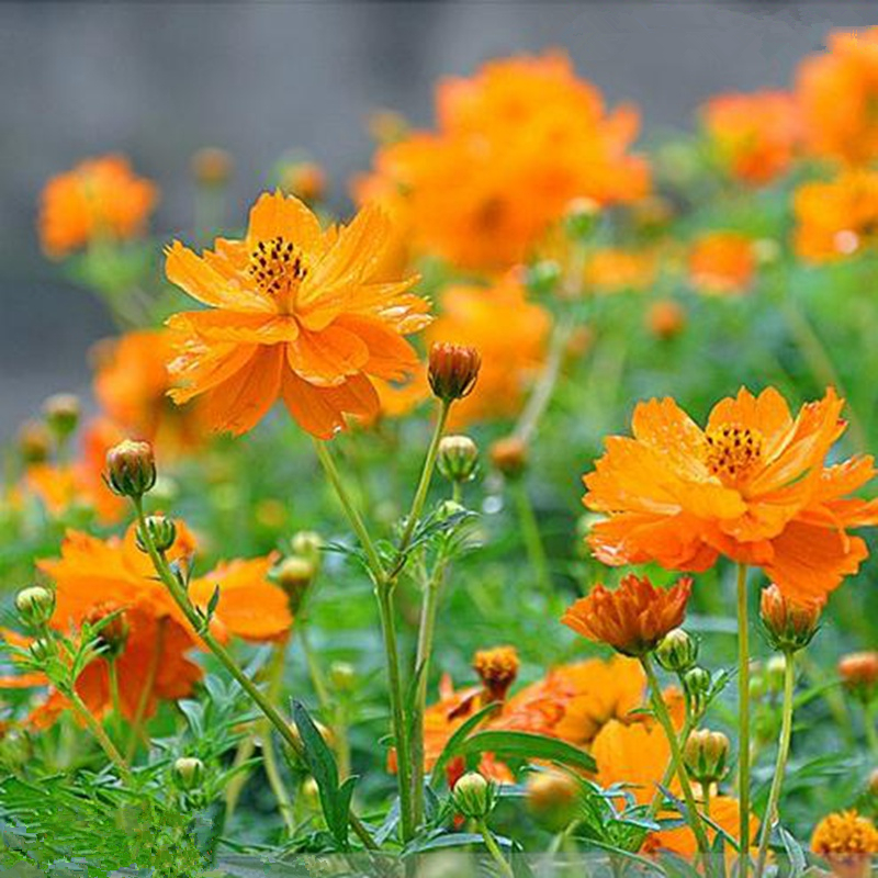 硫华菊种子一年生耐旱植物种子景观绿化花海四季种易活花卉波斯菊 - 图0