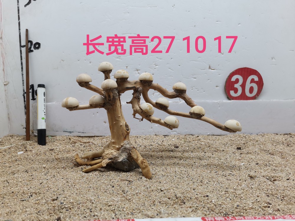 莫斯树草缸造景骨架定植片一木成景蘑菇头摩斯树迎客松巴西树 - 图1