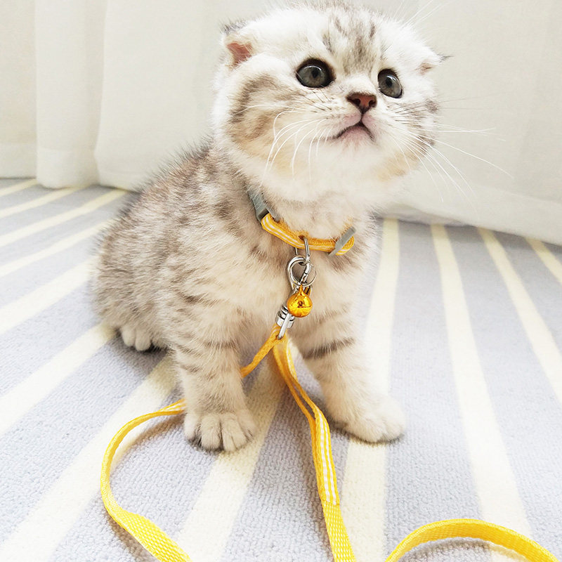 猫咪牵引绳幼猫犬工字胸背带脖圈栓猫绳防挣脱猫狗链子加长遛猫绳,淘宝优惠券,粉丝福利购,淘宝优惠卷