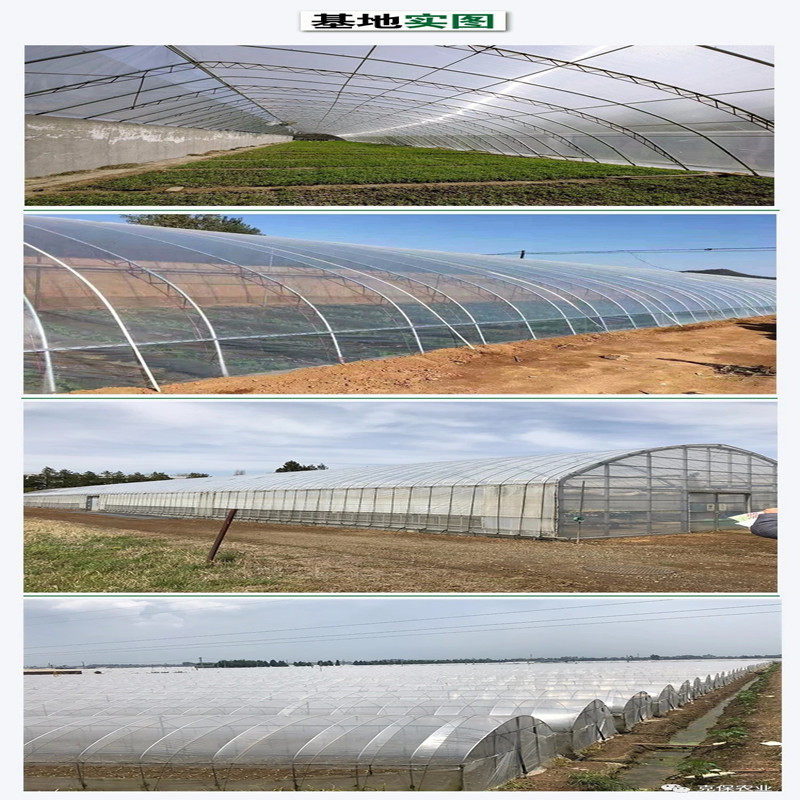 pep利得膜 无滴膜  透明膜  大棚膜  种植膜进口高透光,淘宝优惠券,粉丝福利购,淘宝优惠卷