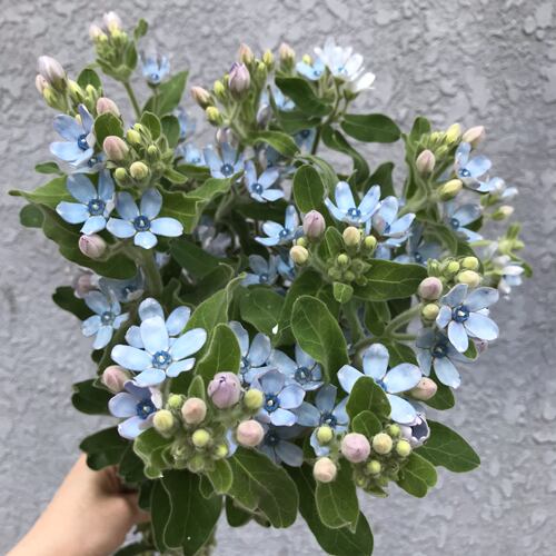 蓝星花鲜切花室内水养花期长小清新配花婚礼插花北京同城鲜花速递 - 图1