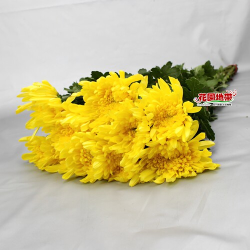 清明节黄菊鲜切花白菊花上坟祭奠花扫墓殡仪哀悼花束同城鲜花速递 - 图0