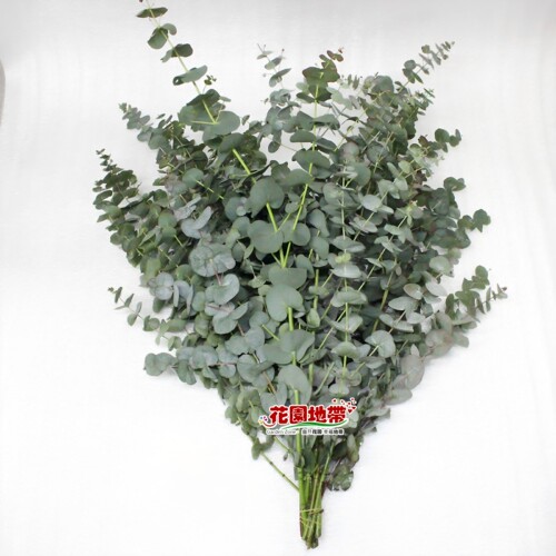 尤加利叶花期长好养可干花小米果桉树叶轻奢花艺插花顺丰同城鲜花 - 图3