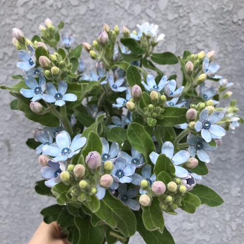 蓝星花鲜切花室内水养花期长小清新配花婚礼插花北京同城鲜花速递 - 图0