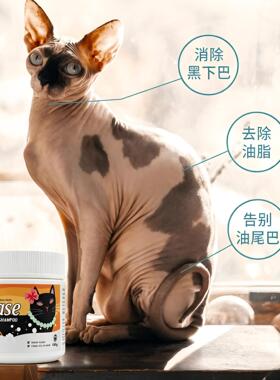 德文无毛猫咪化油膏去尾巴黑下巴