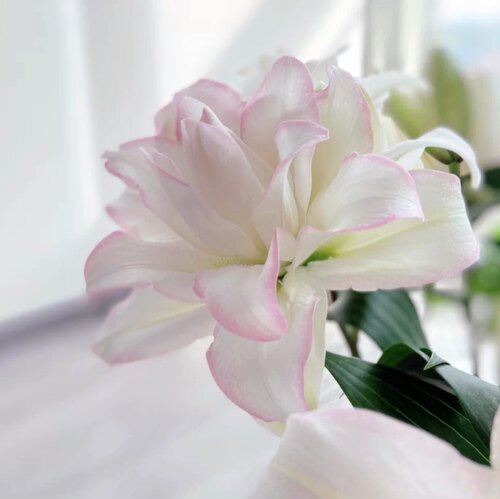 冰美人重瓣百合花香水重辫多瓣斗南鲜花基地直发昆明花卉市场顺丰 - 图0