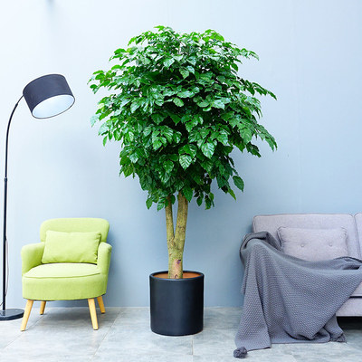 幸福树大绿植武汉室内大型盆栽好养花卉办公室客厅室内植物花卉,淘宝优惠券,粉丝福利购,淘宝优惠卷