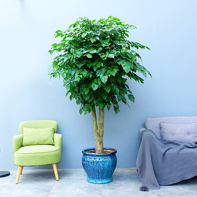 幸福树大绿植武汉室内大型盆栽好养花卉办公室客厅室内植物花卉,淘宝优惠券,粉丝福利购,淘宝优惠卷