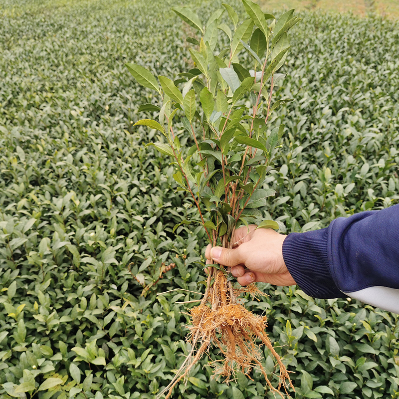 中茶108茶树苗龙井43号茶苗安吉白茶扁茶碧螺春毛尖毛峰茶叶苗-图2