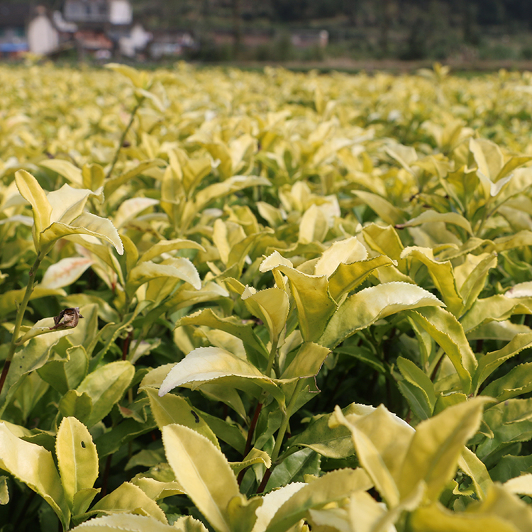 黄金芽茶树苗宁波黄茶品种皇金芽奶白茶安吉白茶种龙井越黄1号茶-图2