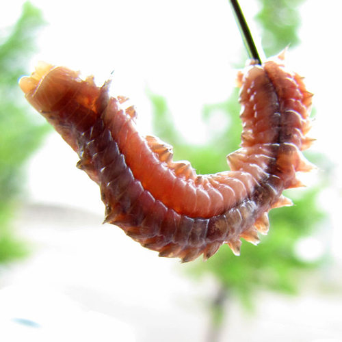 干沙蚕腌沙蚕宠物鱼海鱼饵速干沙虫海钓海蚯蚓海蜈蚣便携易储梭鱼 - 图3