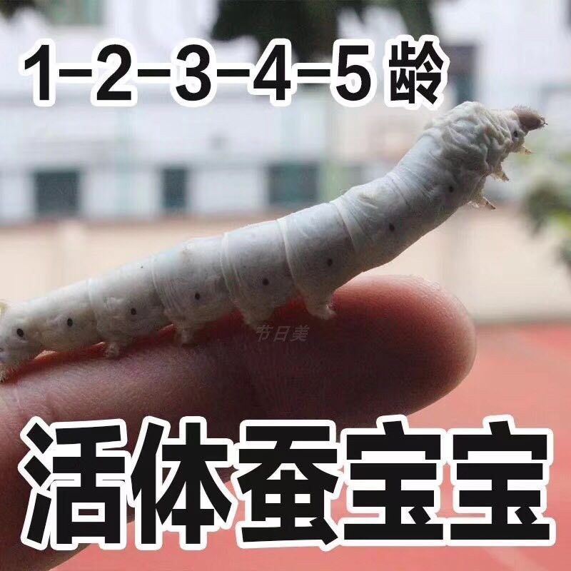 蚕宝宝活体幼虫12345龄蚕子蚕卵种春蚕学校学生养蚕套装新鲜桑叶