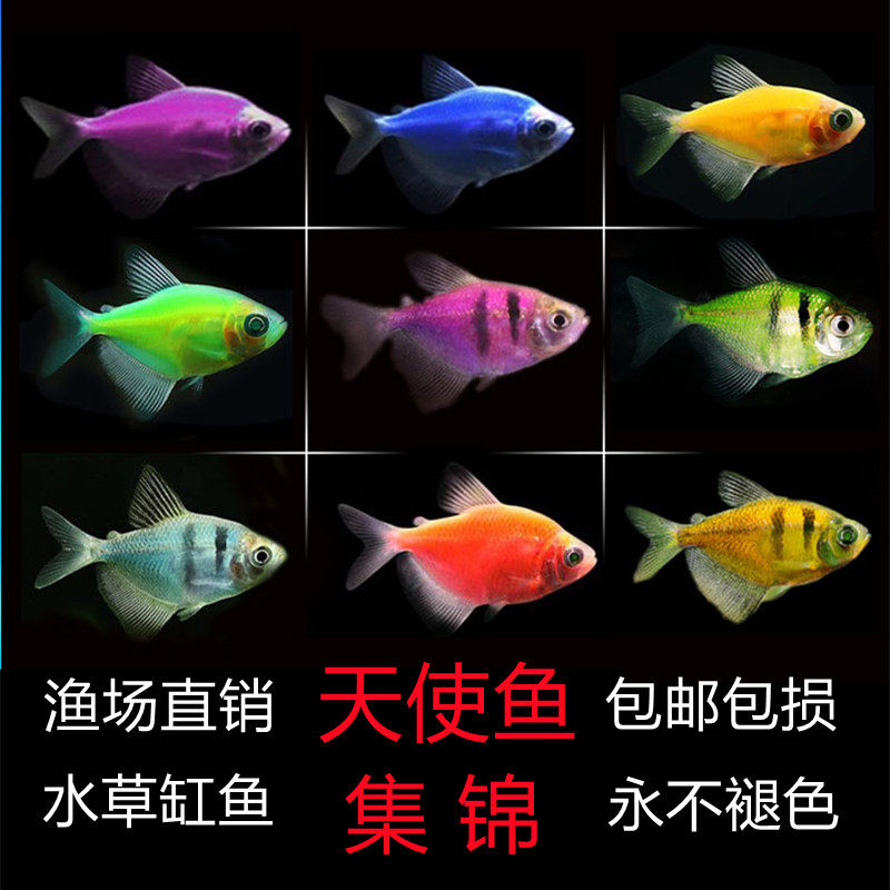 天使鱼海水鱼,天使鱼鱼类,海水鱼(第5页)_大山谷图库