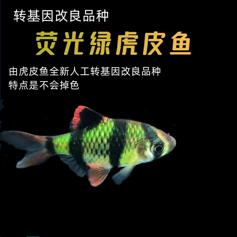 四间虎皮鱼入门级观赏鱼淡水热带金四间大帆荧光绿懒人鱼耐寒活体 - 图2