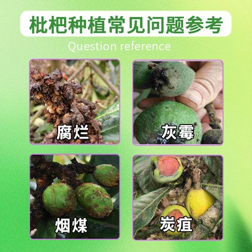 枇杷病专用杀菌剂国家专利配方枇杷炭疽病褐腐灰霉烟煤叶斑病腐烂 - 图1