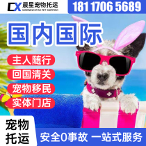 Shanghai International Pet Consignment Service National Cat Pooch Consignment Return Home Quarantine Proof Pet Customs Clearance Aviation