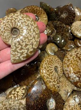 玉化螺吊坠海洋古生物菊石化石吊坠古生物螺化石标本斑彩螺发财螺