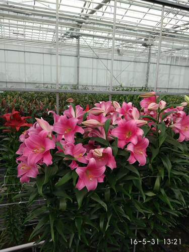新到现货荷兰进口铁炮星球百合种球3球装繁殖复花强粉特 - 图1