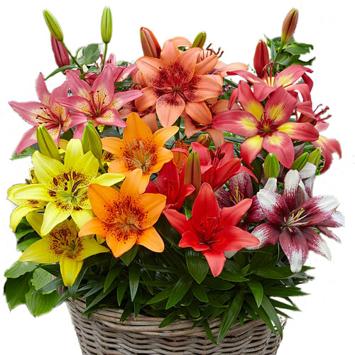 现货荷兰进口香水百合花种球 开花包对版可盆栽地栽 - 图3
