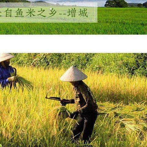 广东增城特产丽之乡丝苗细米粉美味炒米粉米线速食粉丝广州米粉,淘宝优惠券,粉丝福利购,淘宝优惠卷