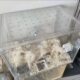 Transparent acrylic golden bear hamster cage large capacity