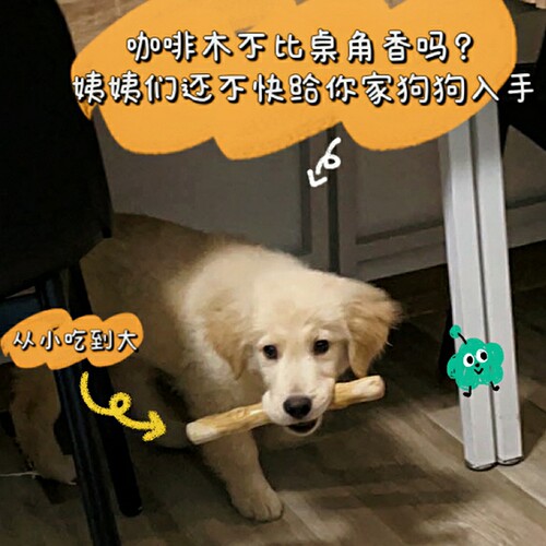 PetWoo精选狗狗磨牙棒耐咬解闷除口臭洁齿防拆家玩具天然咖啡木 - 图3