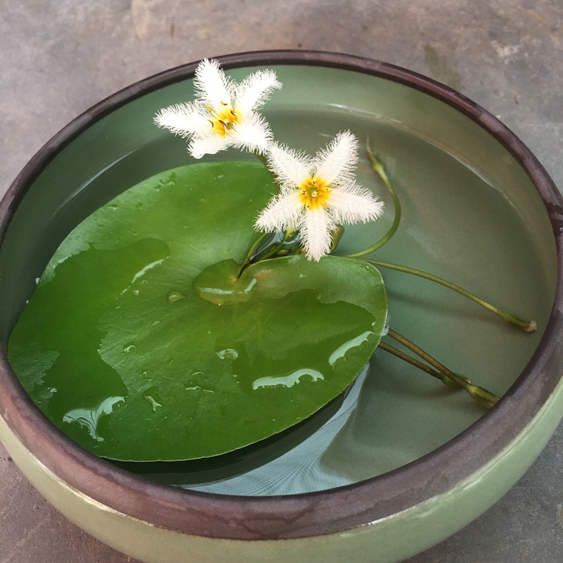 一叶莲碗莲水生花卉水培植物室内鱼缸浮生莲花水池鱼池净化水质,淘宝优惠券,粉丝福利购,淘宝优惠卷