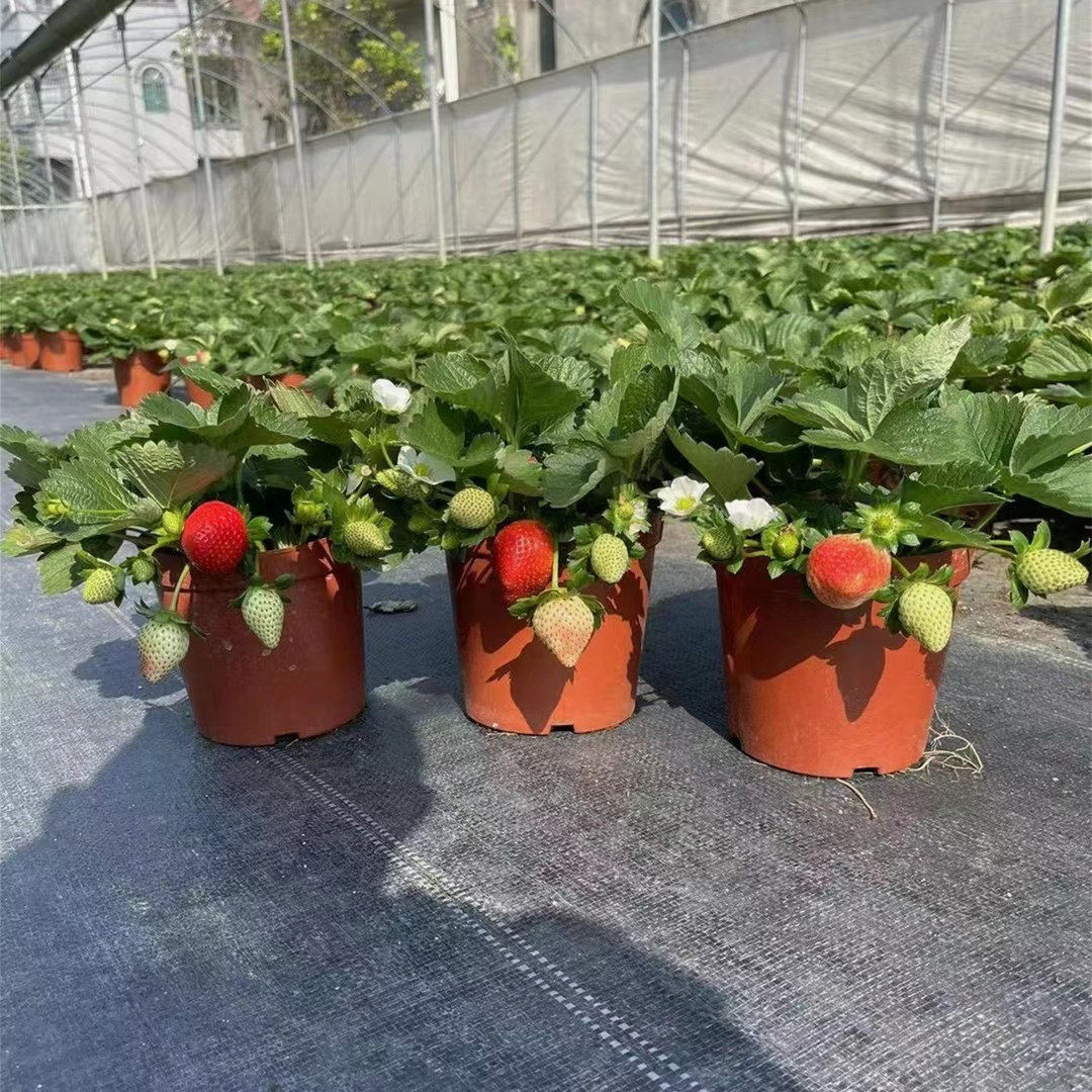 草莓盆栽可食用牛奶草莓大苗带果带花苞阳台绿植四季开花结果绿植,淘宝优惠券,粉丝福利购,淘宝优惠卷