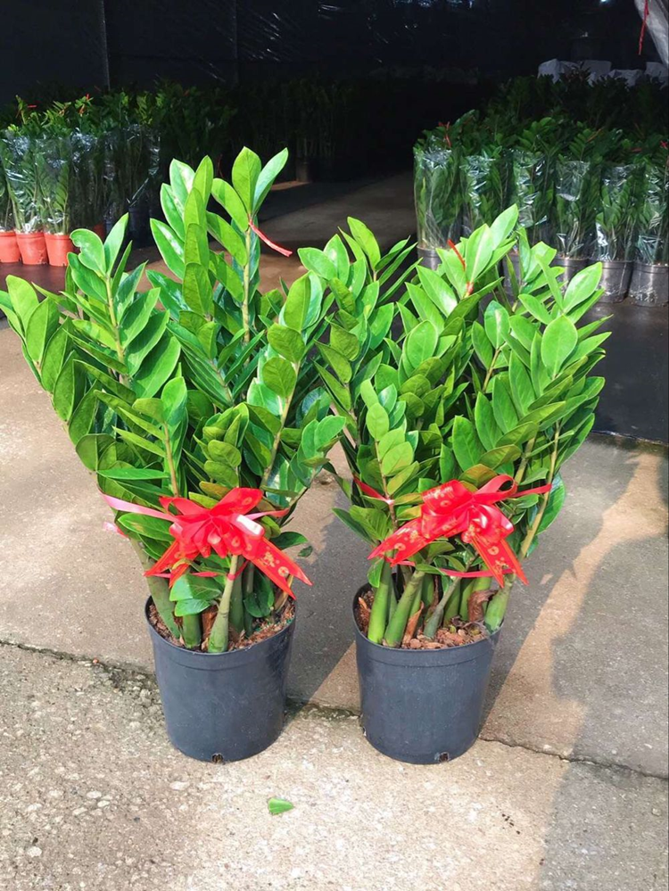 中大型金钱树开业盆栽客厅办公室室内净化空气招财绿植四季常青,淘宝优惠券,粉丝福利购,淘宝优惠卷