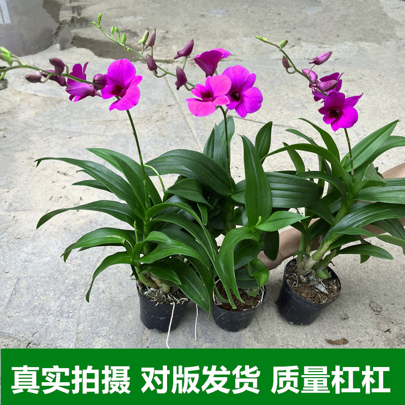 粉黛石斛兰盆栽带花苞四季开花不断绿植室内阳台花卉易养兰花植物 - 图1